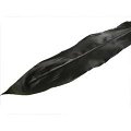 Cordyline Black Leaf